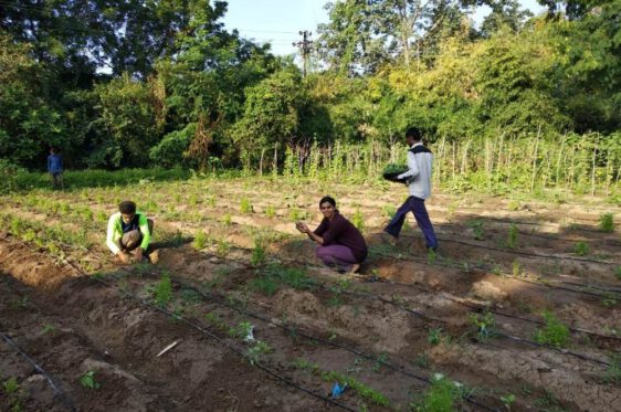 Aryan_eco_resort_organic_farming3