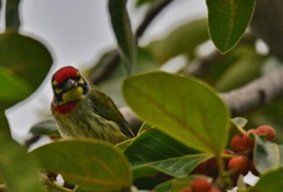 bird-watching