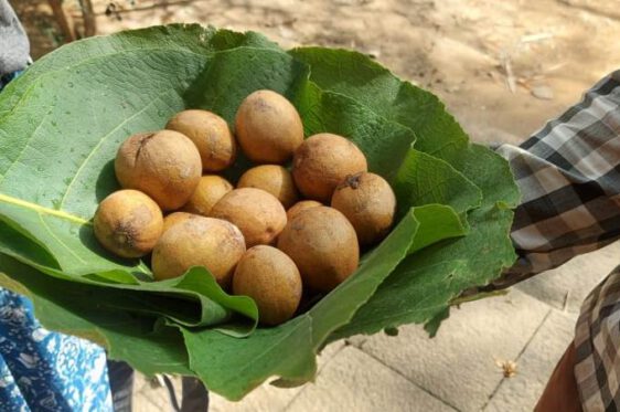 organic farming chikoo